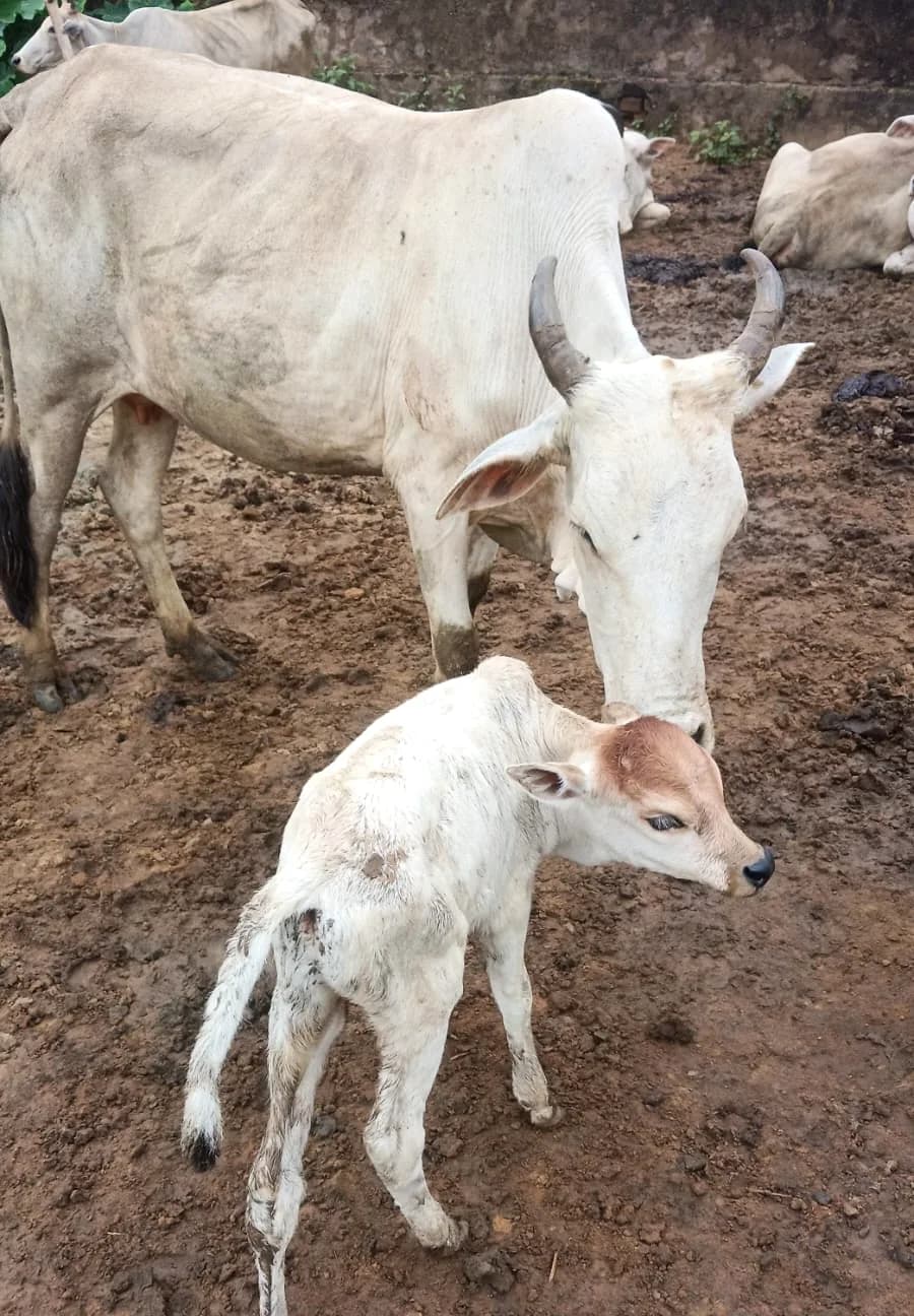 Cow and calf in the Goshala enclosure