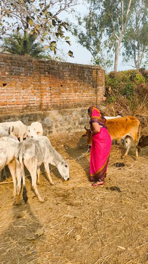 A Foundation supporter caring for cows at the Goshala