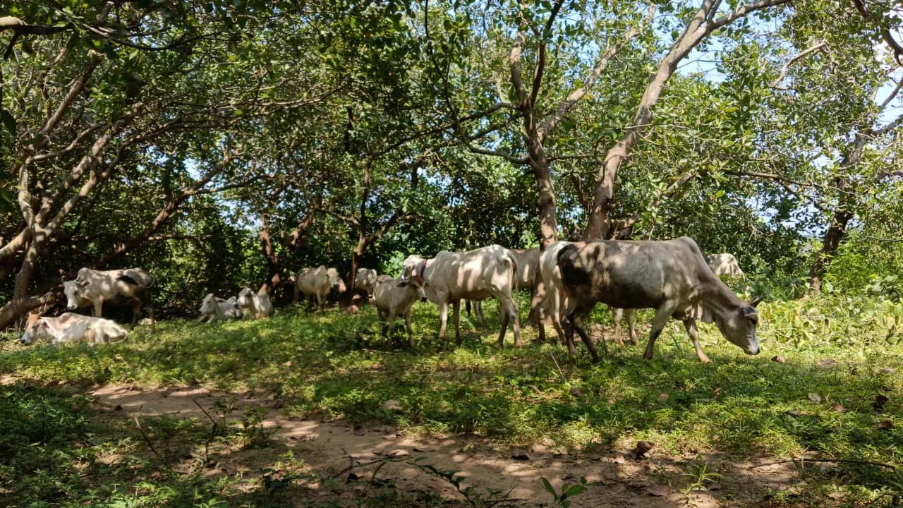 Cattle grazing beneath trees at the Foundation’s Goshala.