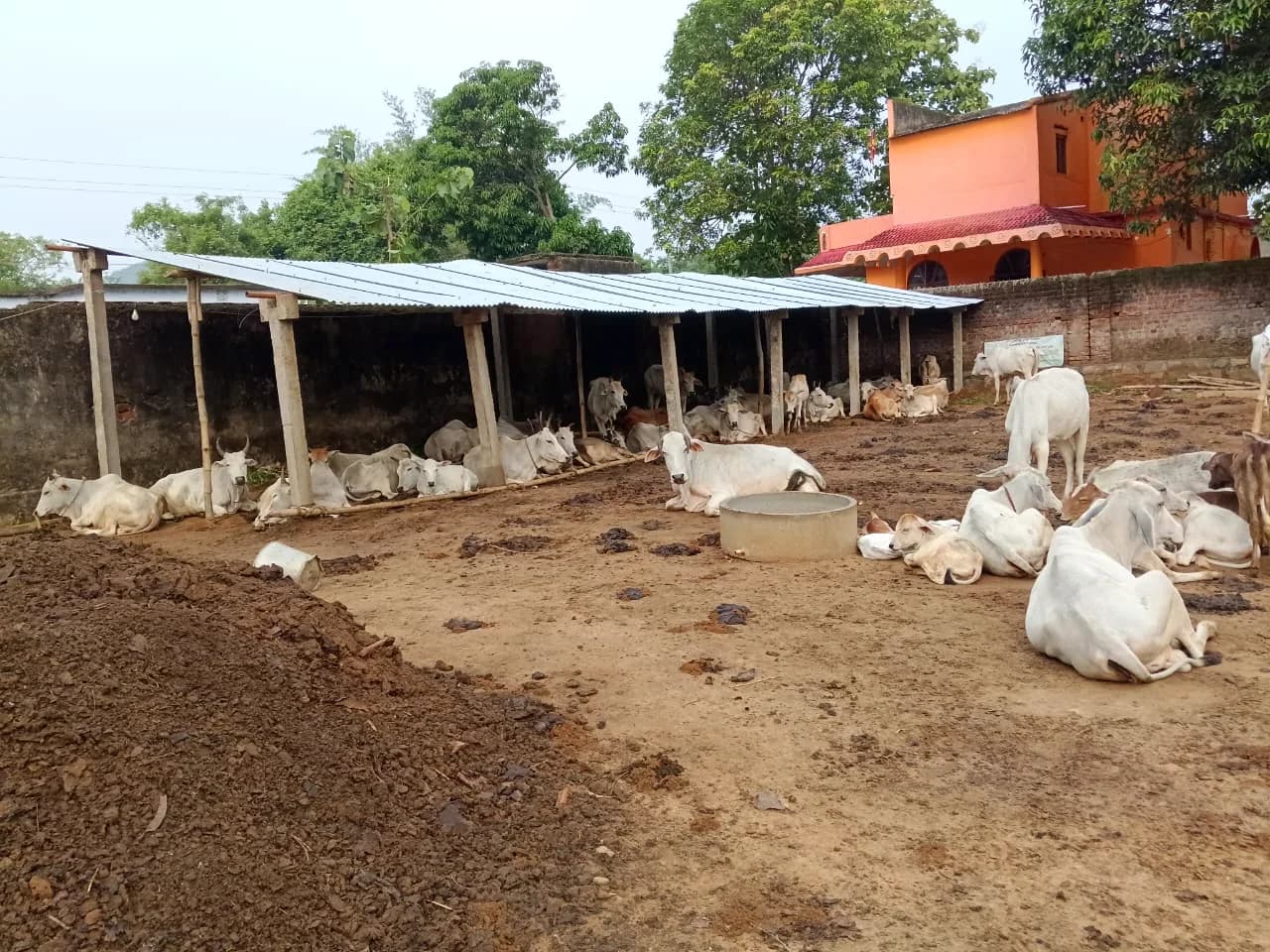 Cattle resting beneath the shelter at the Foundation's Goshala in Khandapada